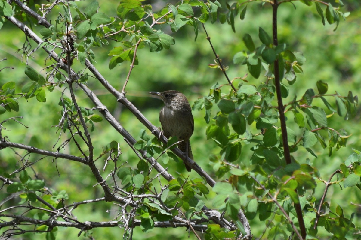 House Wren (Northern) - ML620328405