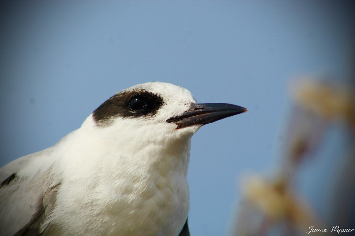 Forster's Tern - ML620328407