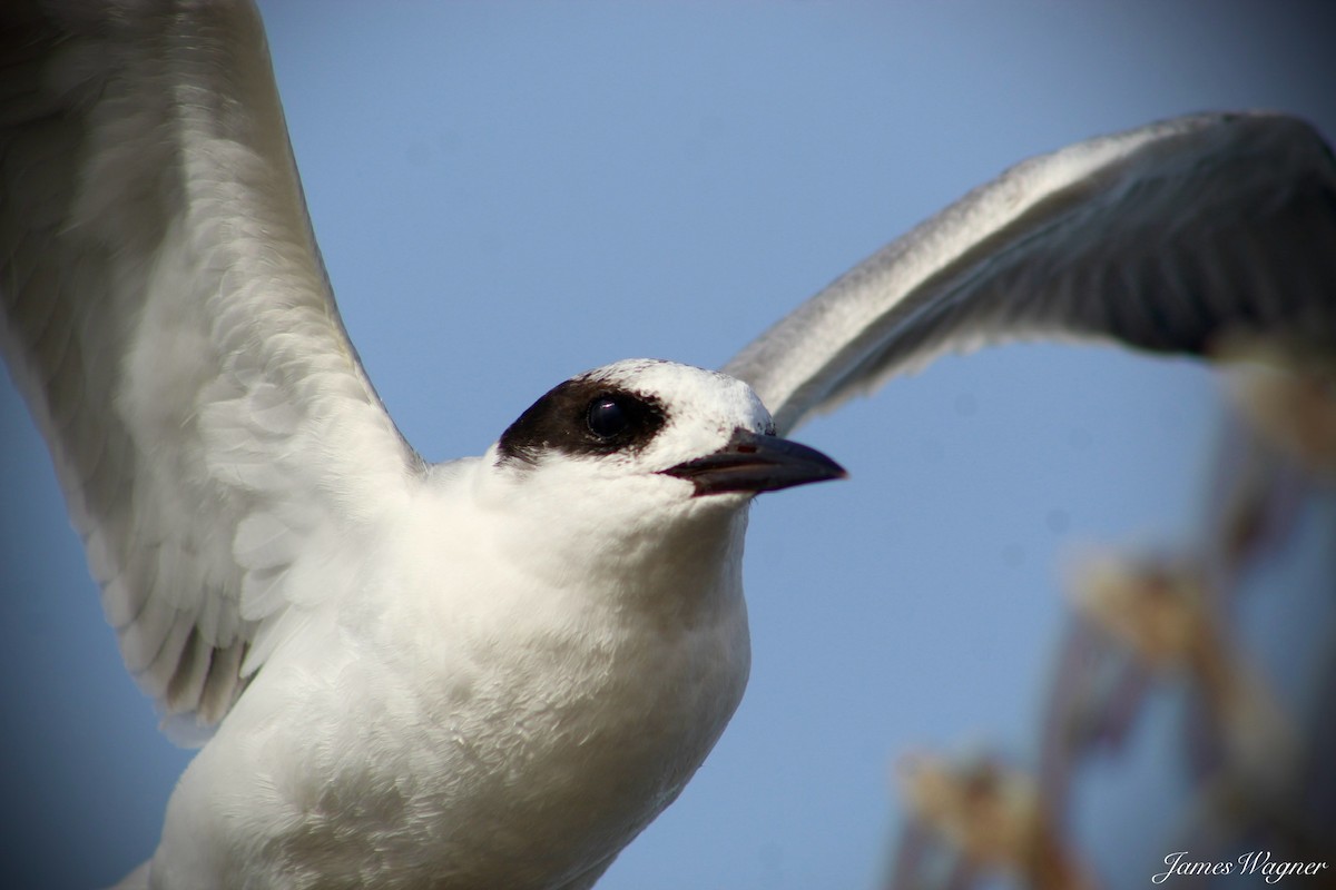 Forster's Tern - ML620328409