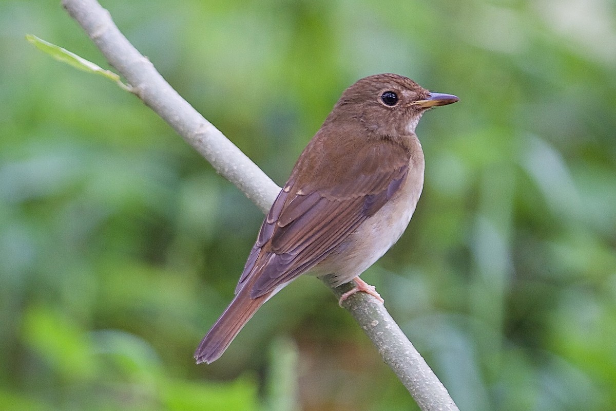 Brown-chested Jungle Flycatcher - ML620328412