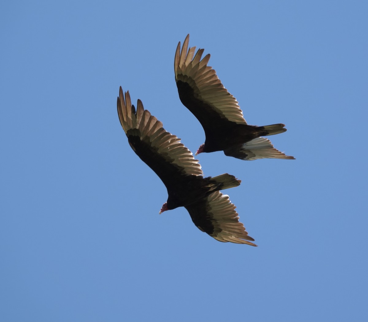 Turkey Vulture (Northern) - ML620328414