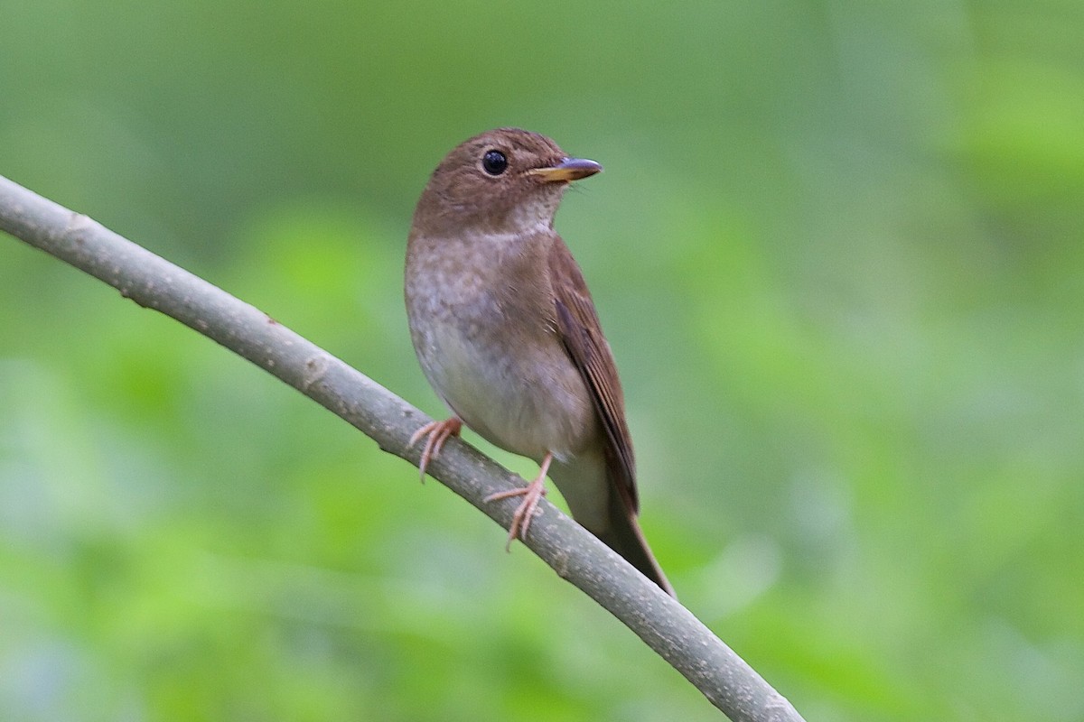 Brown-chested Jungle Flycatcher - ML620328419