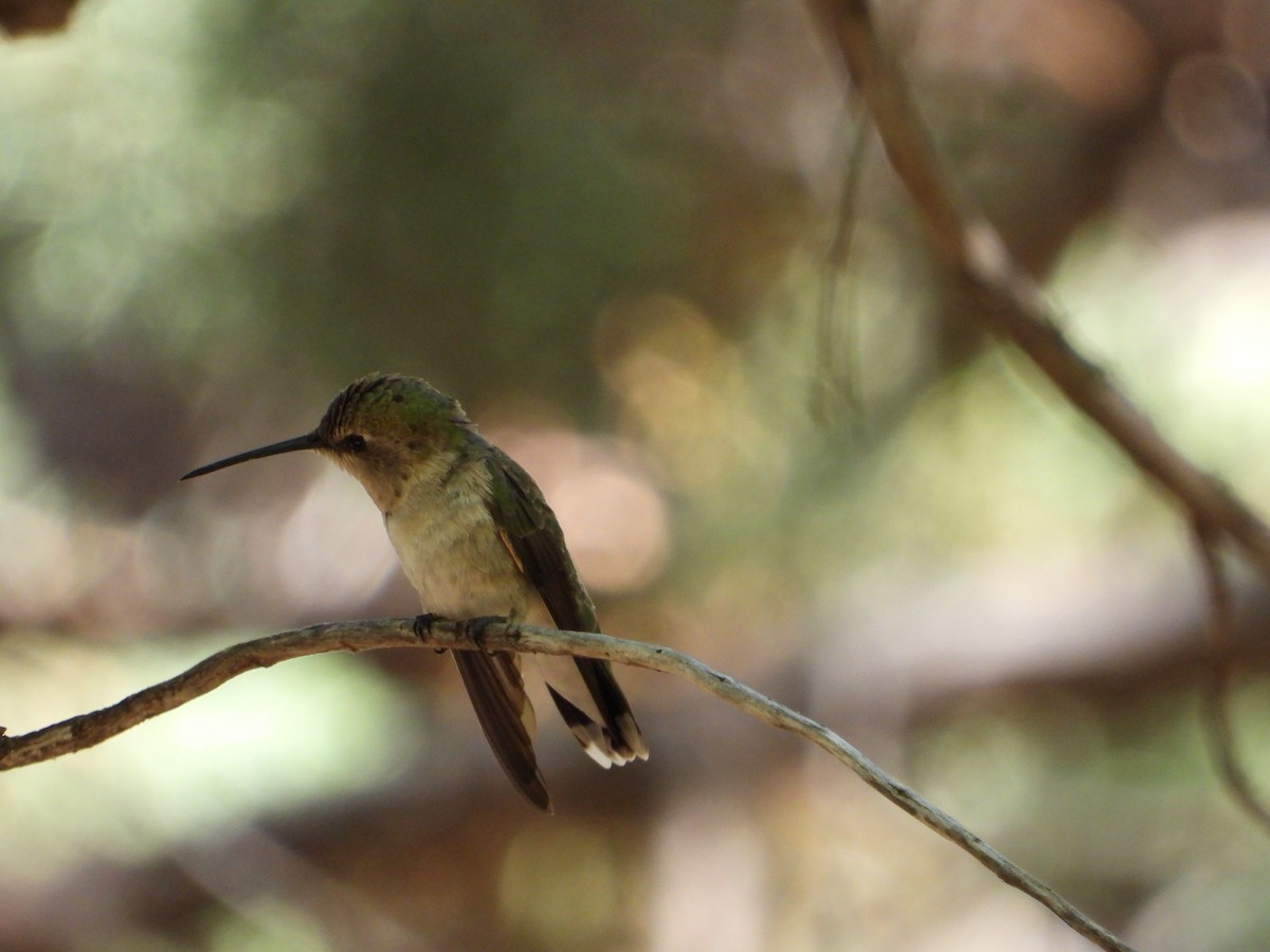 Colibri à gorge noire - ML620328424