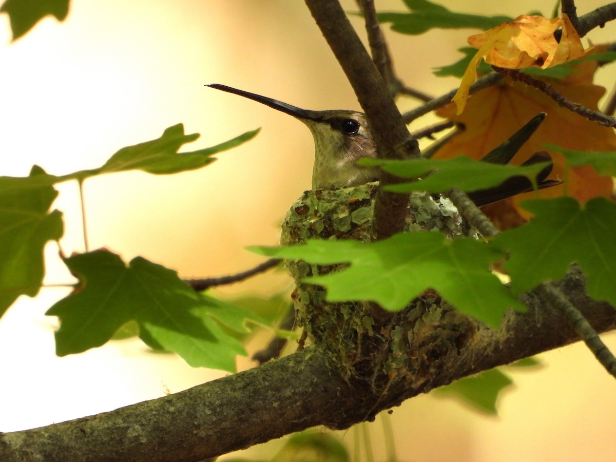 Black-chinned Hummingbird - Lesha Roberts
