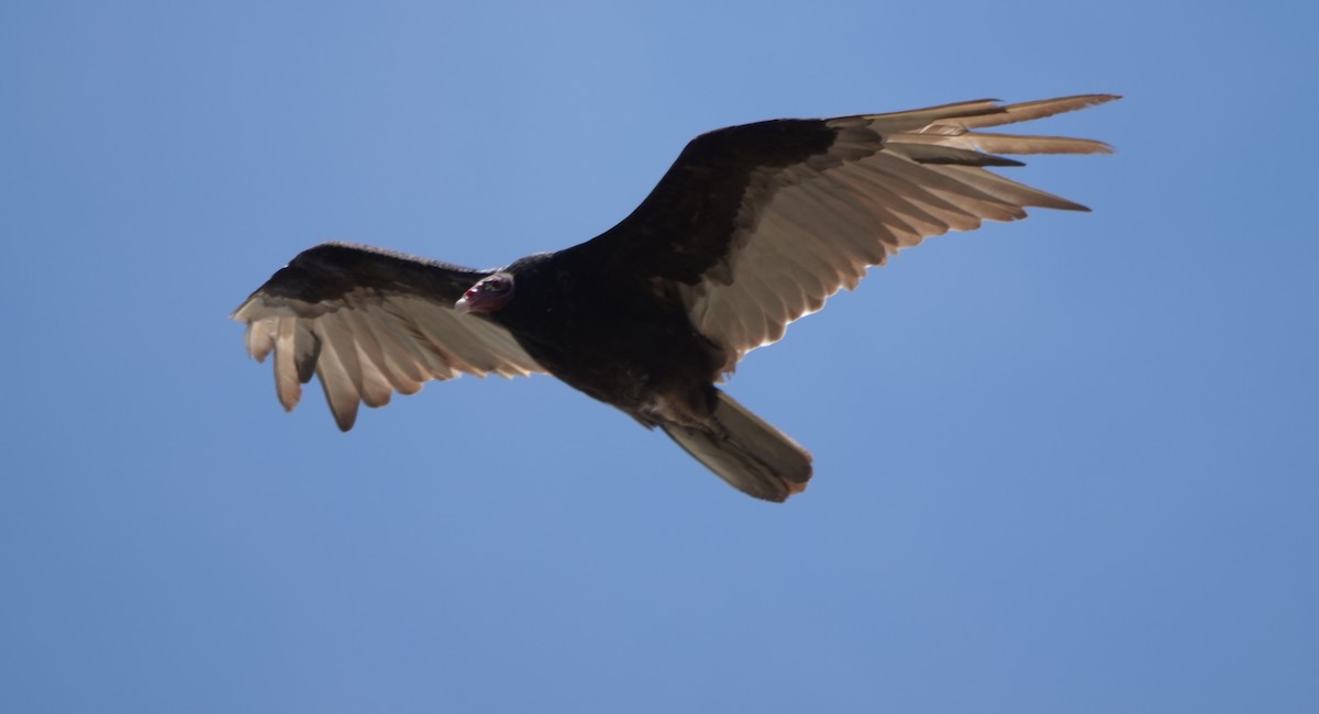 Turkey Vulture (Northern) - ML620328432