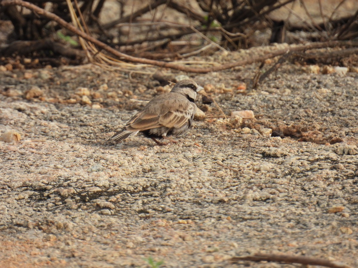 Ashy-crowned Sparrow-Lark - ML620328438