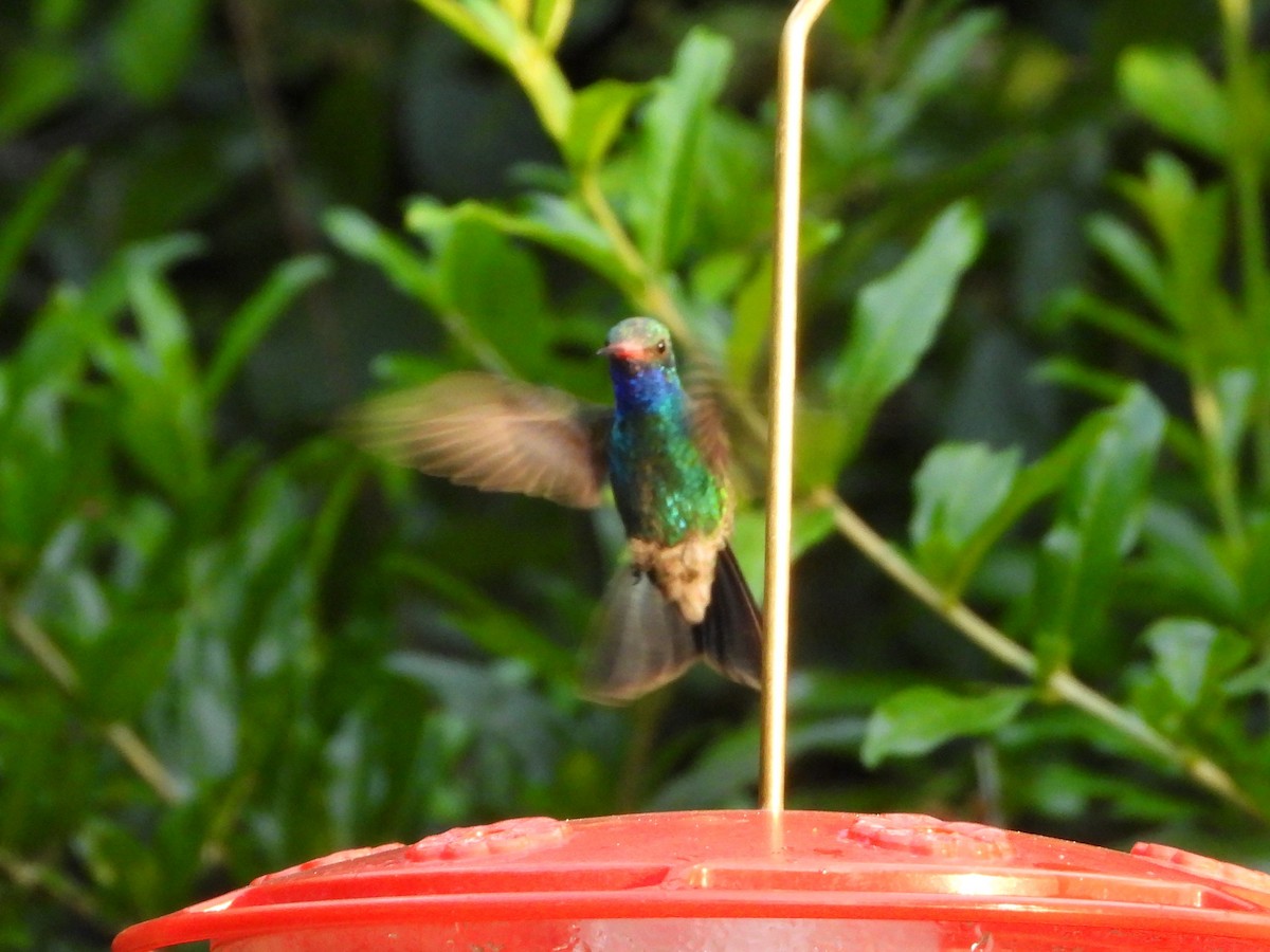 Broad-billed Hummingbird - ML620328441