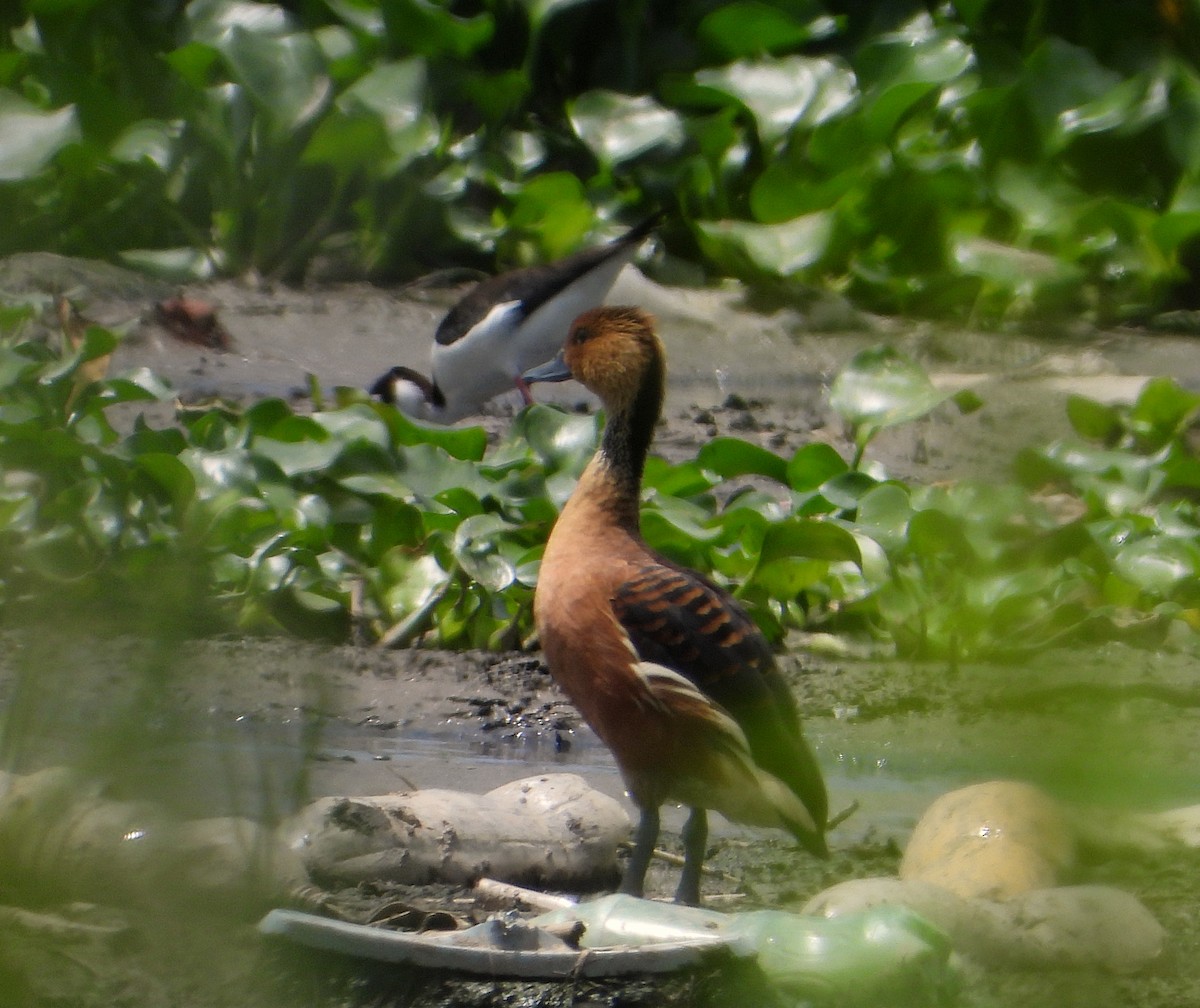 Fulvous Whistling-Duck - ML620328444