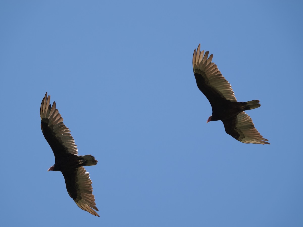 Turkey Vulture (Northern) - ML620328445