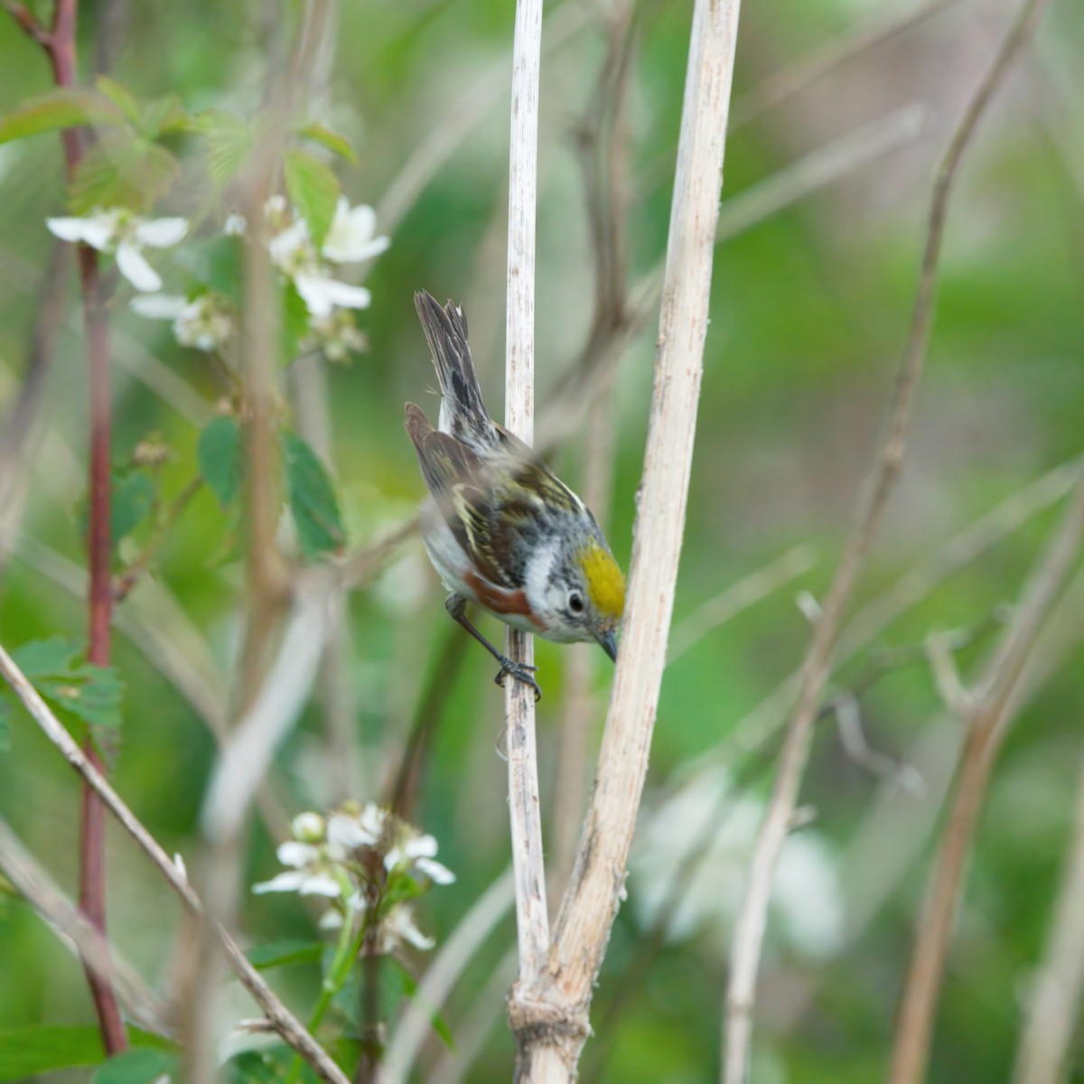 Chestnut-sided Warbler - ML620328450