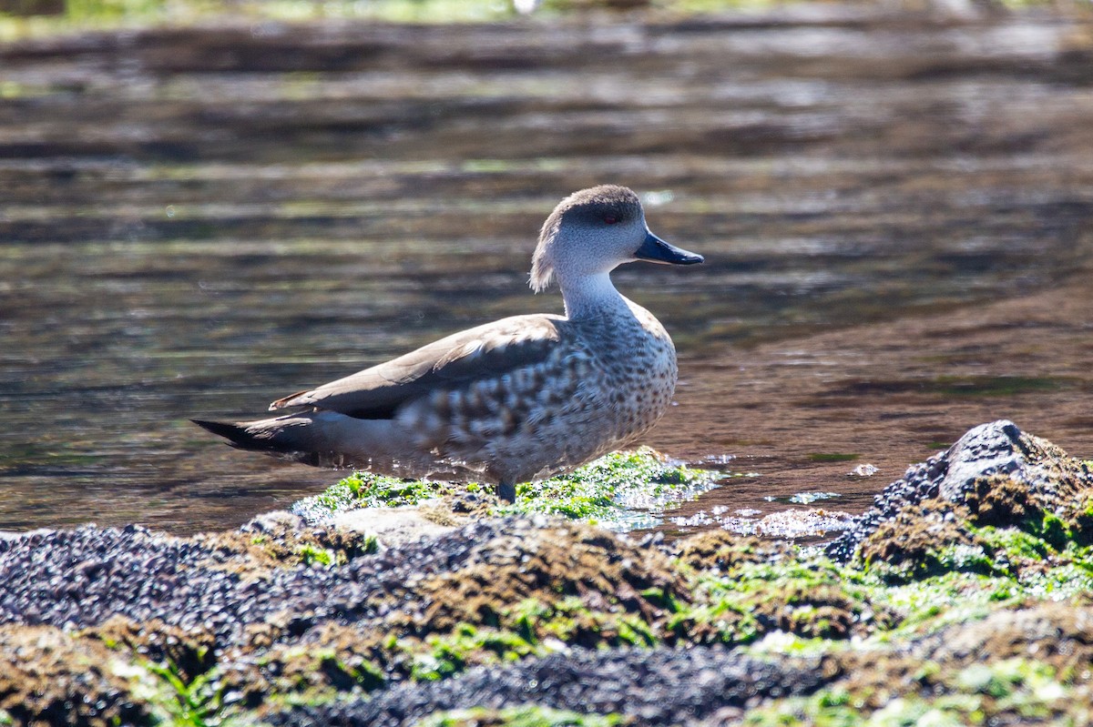 Crested Duck - ML620328459