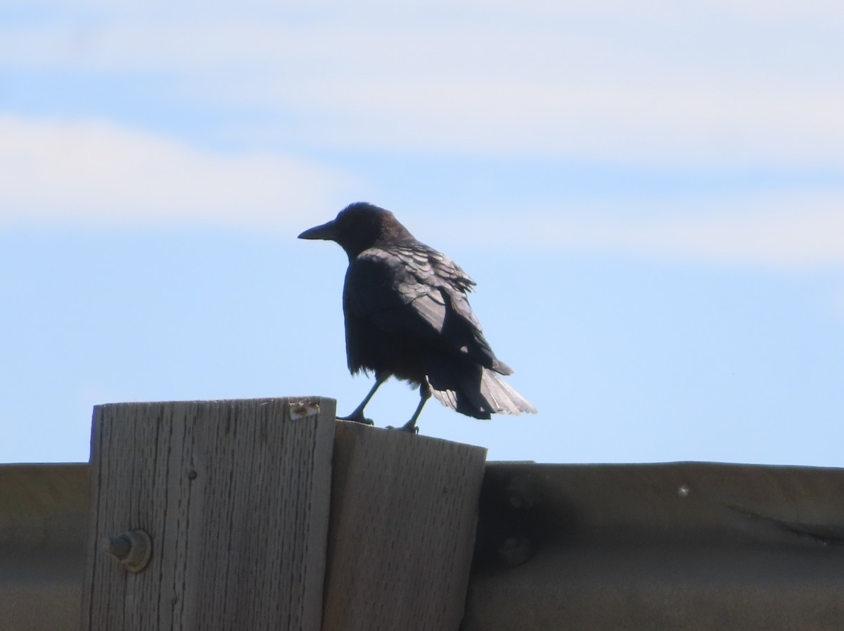 American Crow - ML620328462