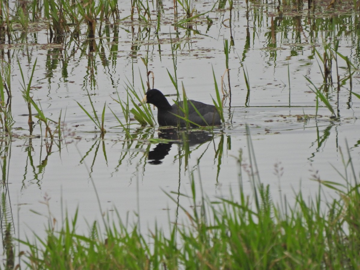 American Coot - ML620328466