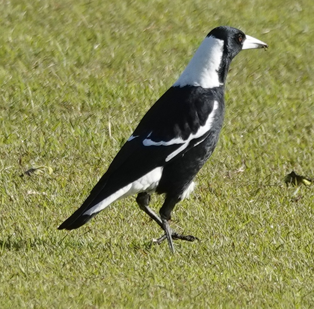 Australian Magpie (Black-backed) - ML620328475