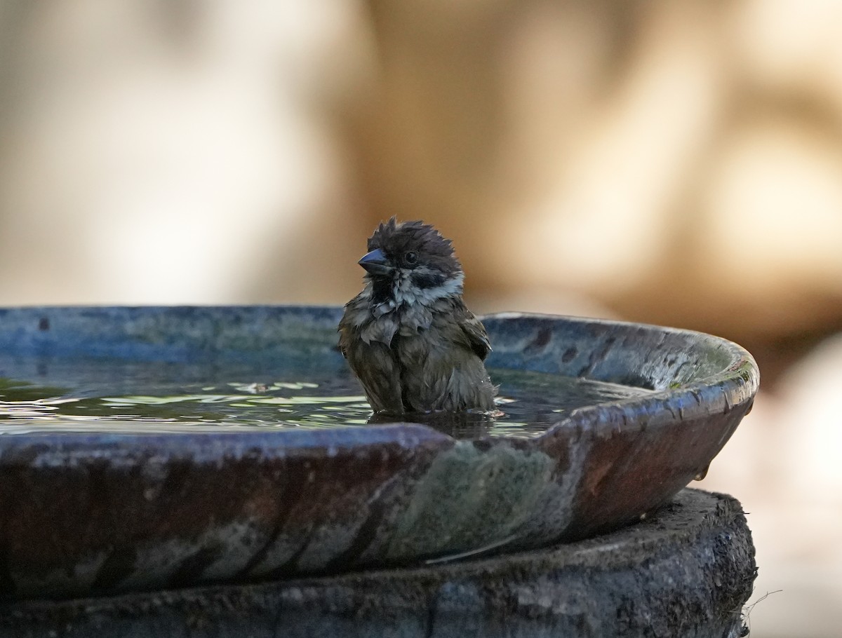 Eurasian Tree Sparrow - ML620328476