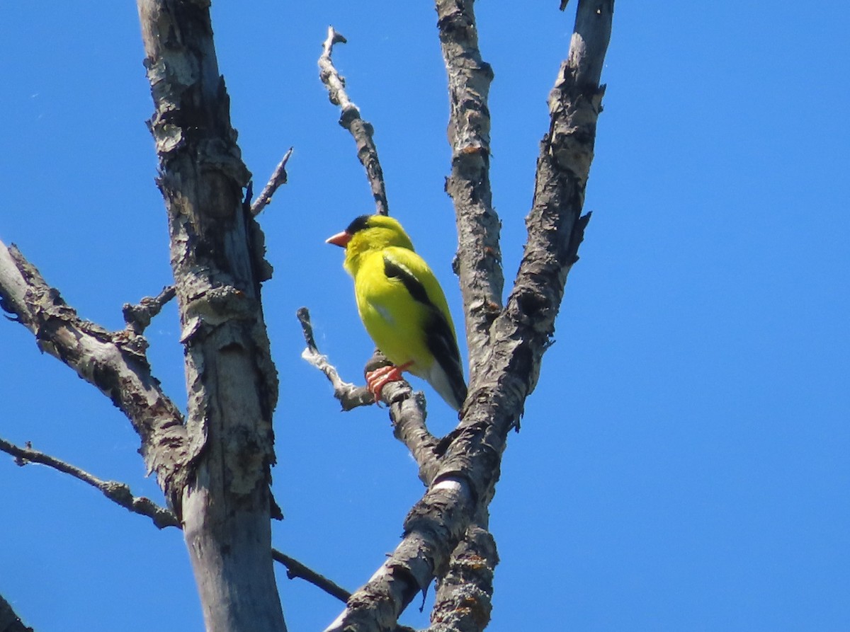 American Goldfinch - ML620328478