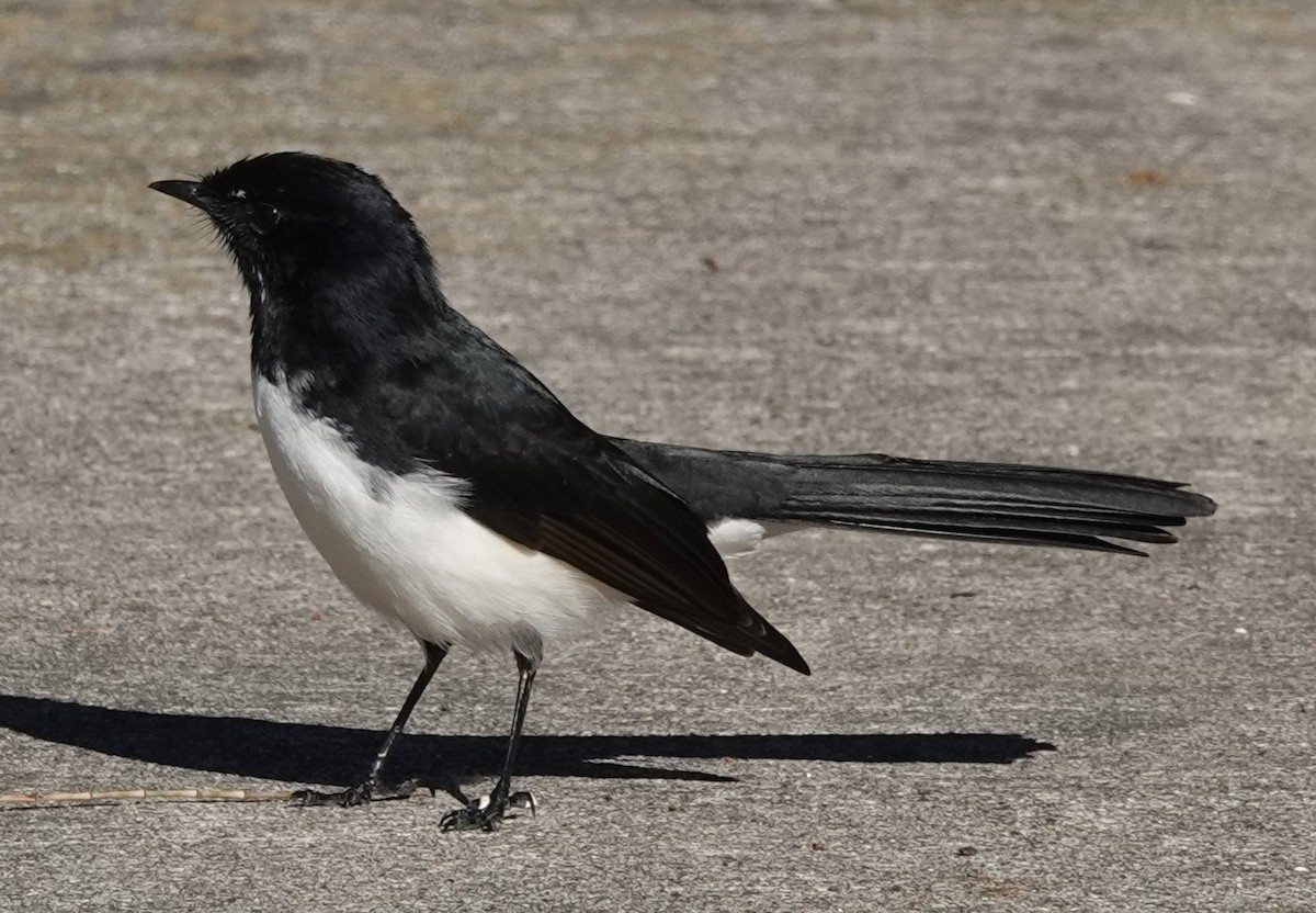 Willie-wagtail - ML620328482