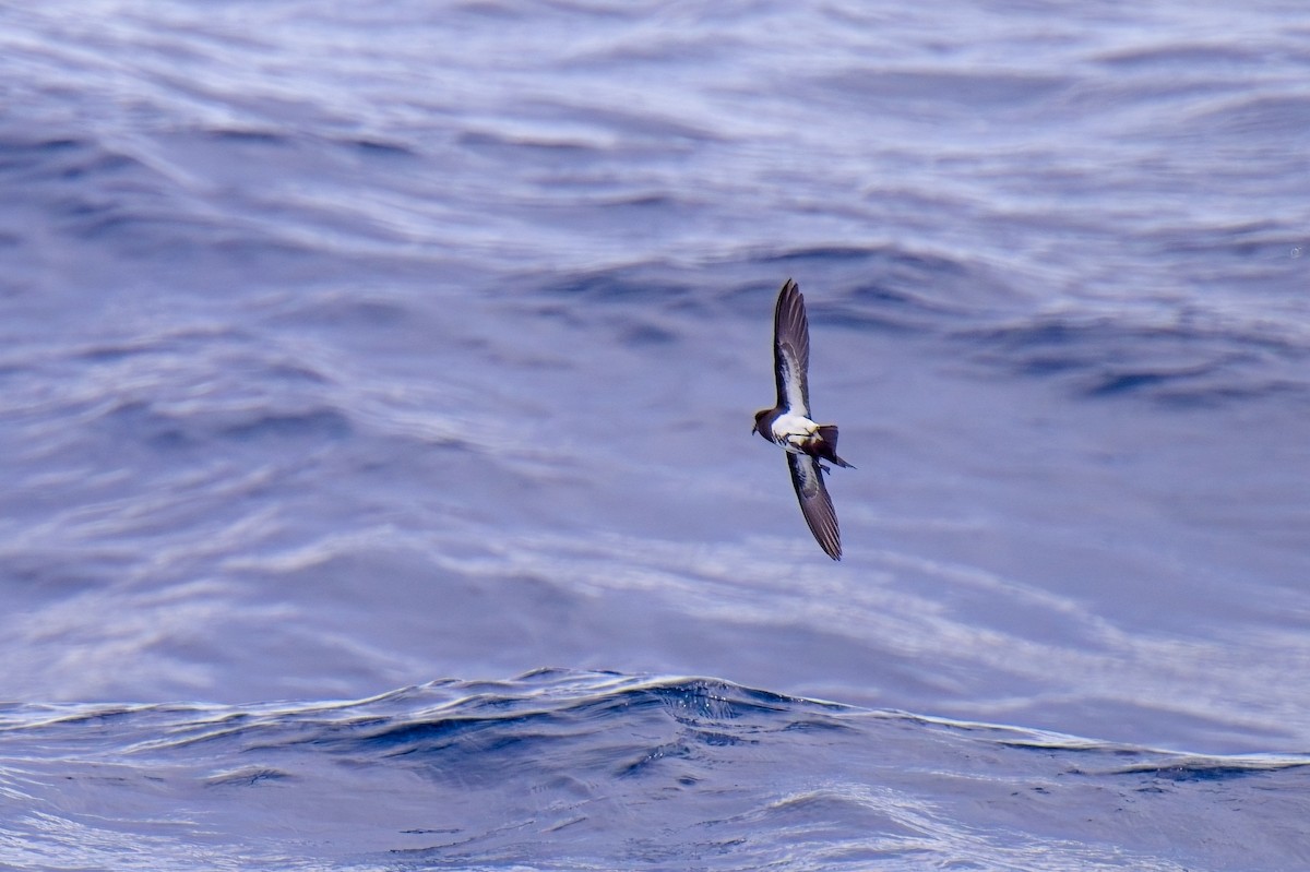 Black-bellied Storm-Petrel - ML620328484