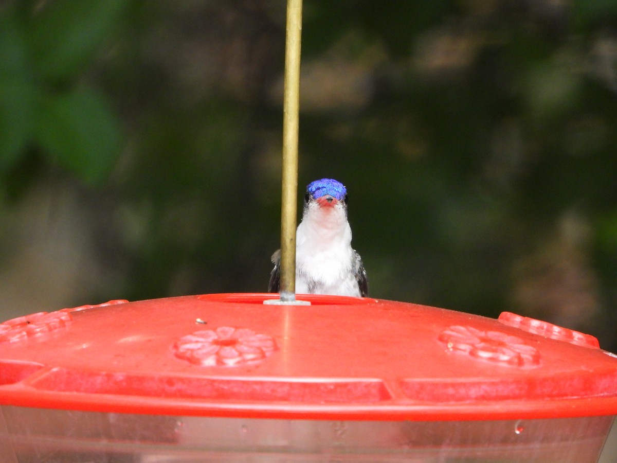 Violet-crowned Hummingbird - ML620328489