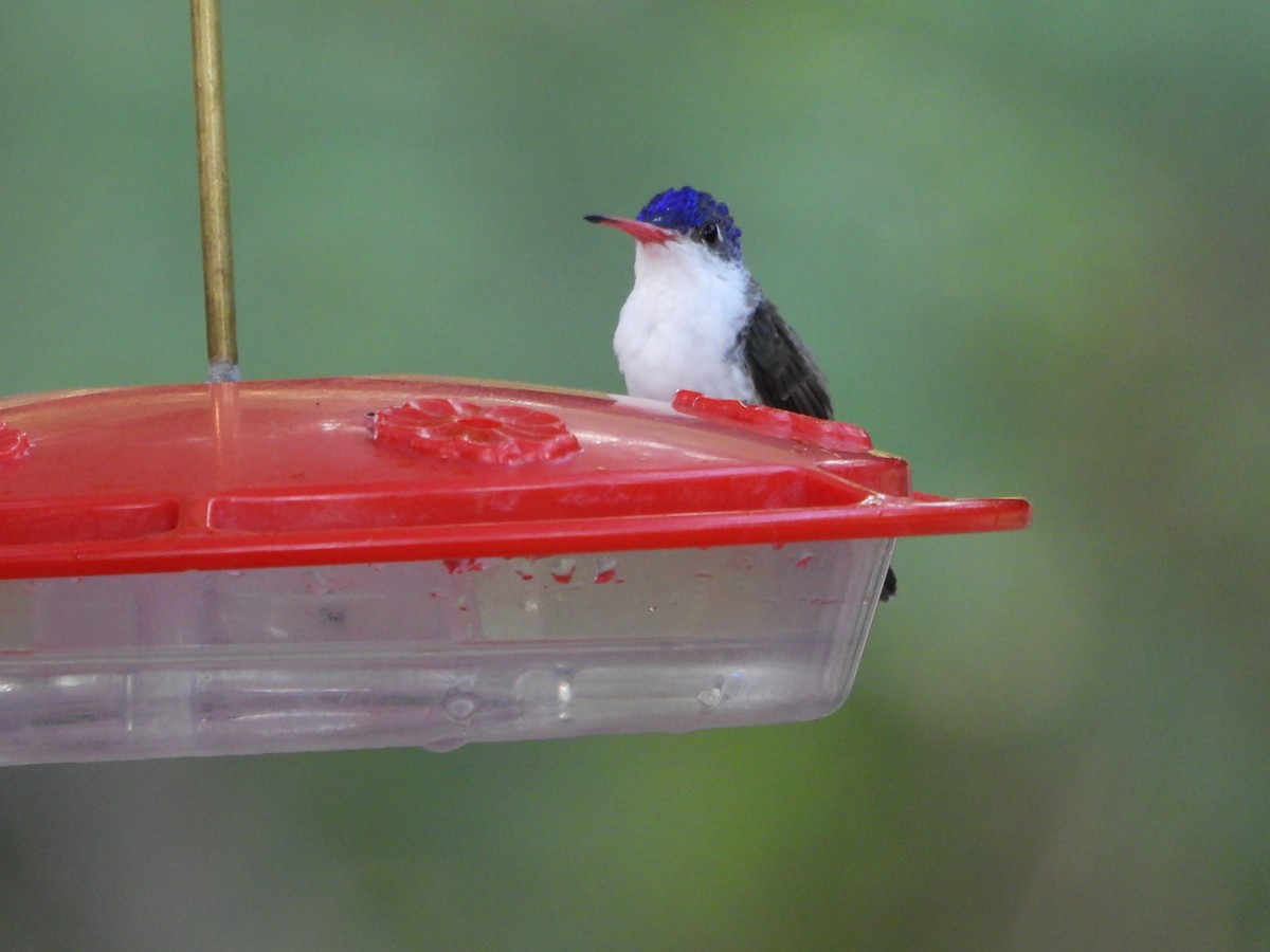 Violet-crowned Hummingbird - ML620328490