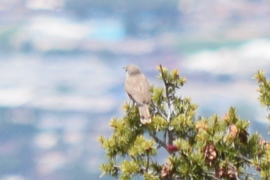 Rock Wren - ML620328491