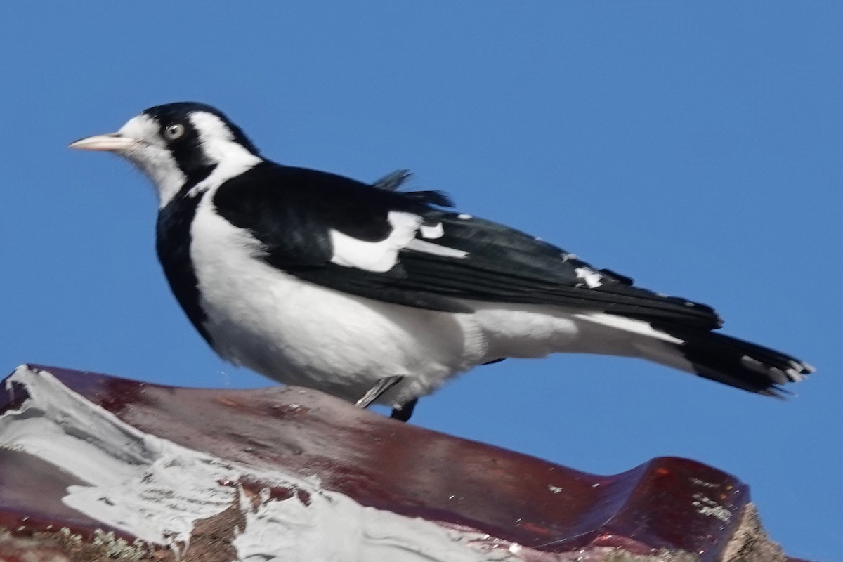 Magpie-lark - ML620328493