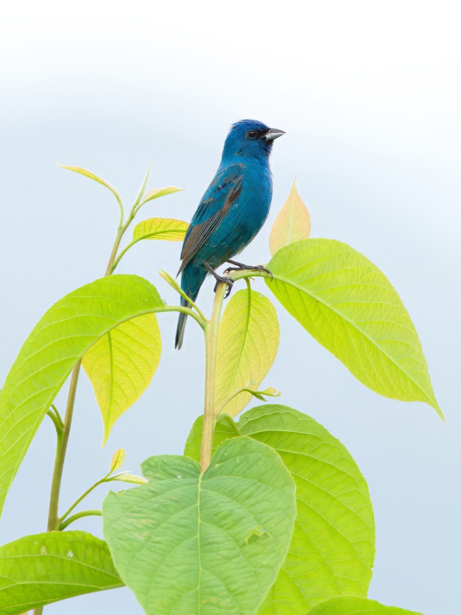 Indigo Bunting - ML620328496