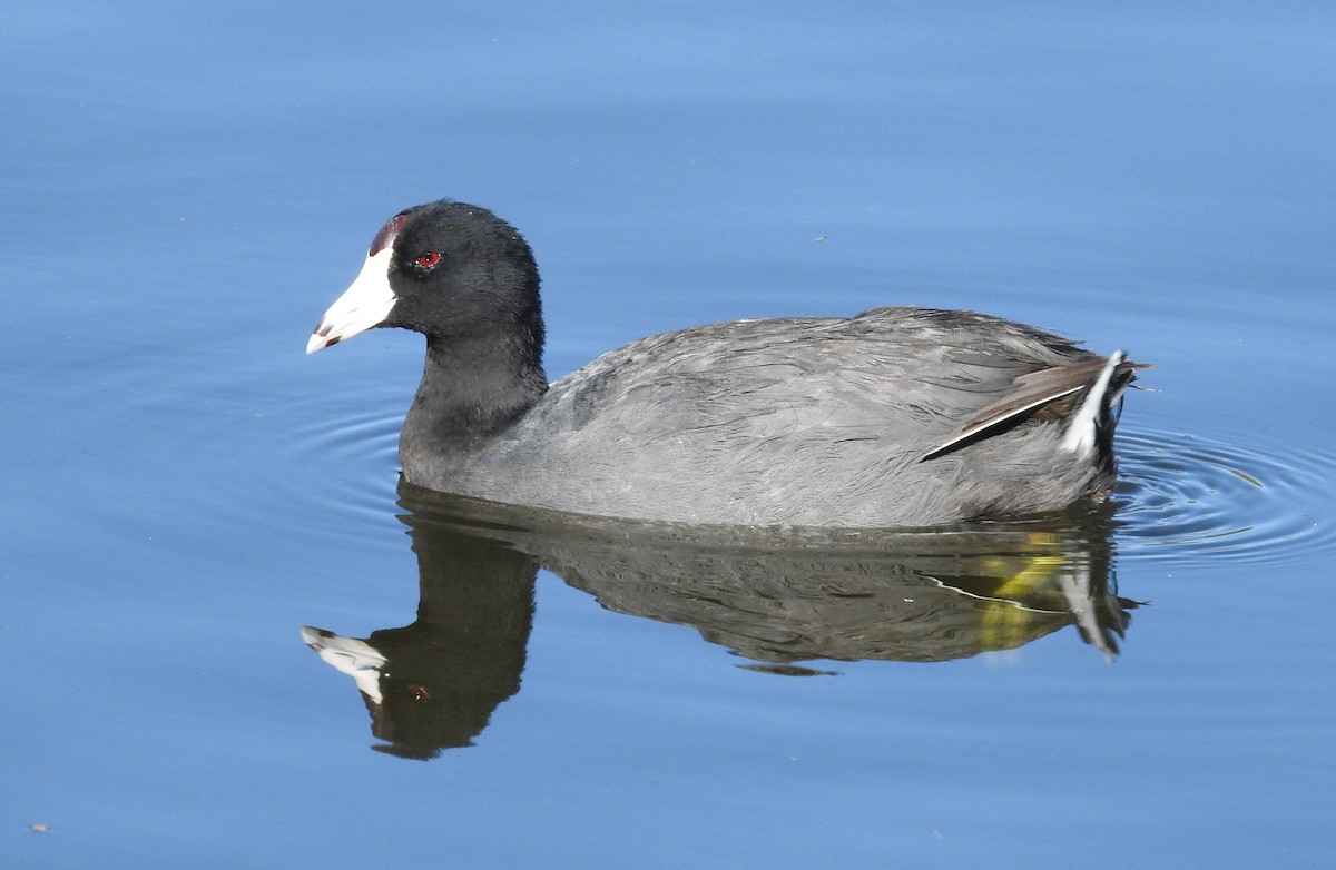 American Coot - ML620328497