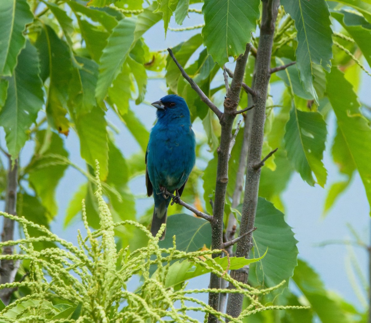 Indigo Bunting - ML620328504