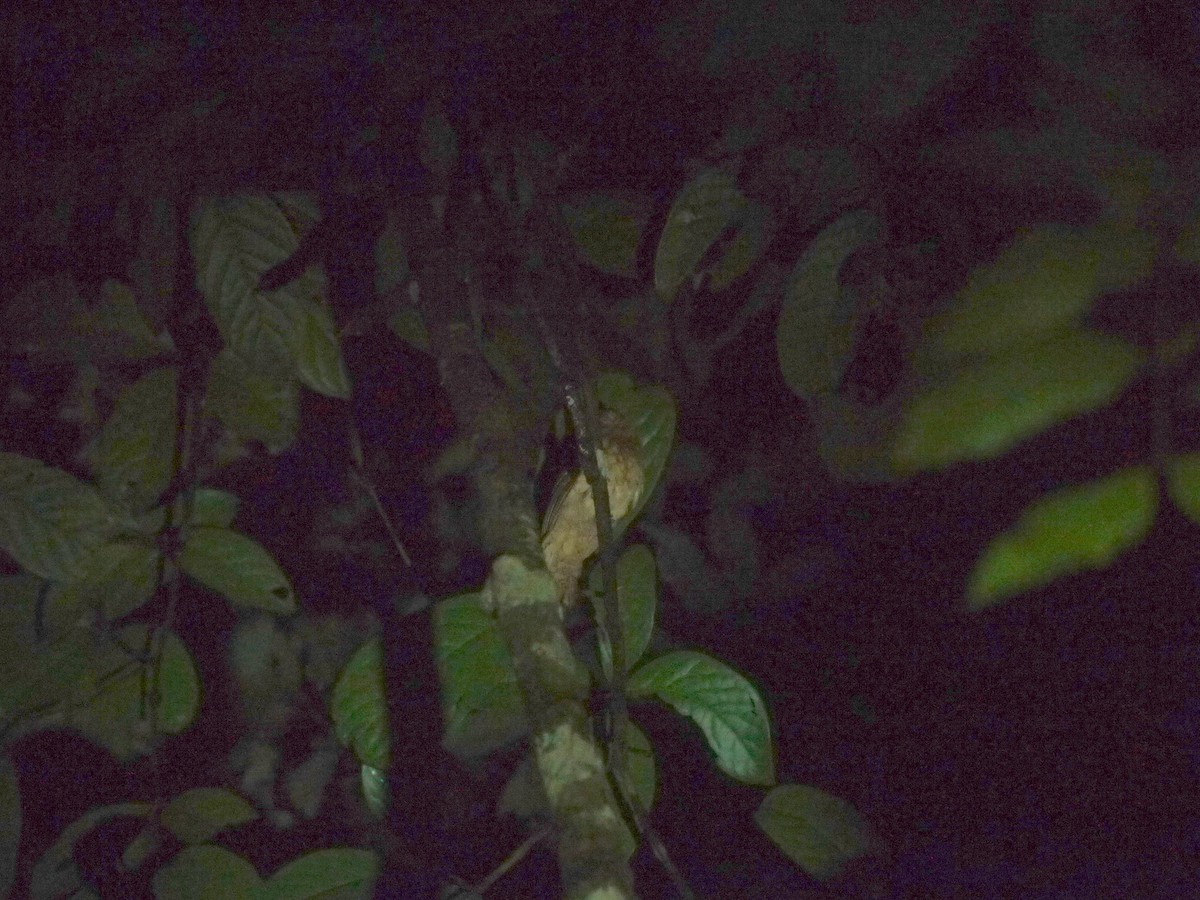 Gould's Frogmouth - Anonymous