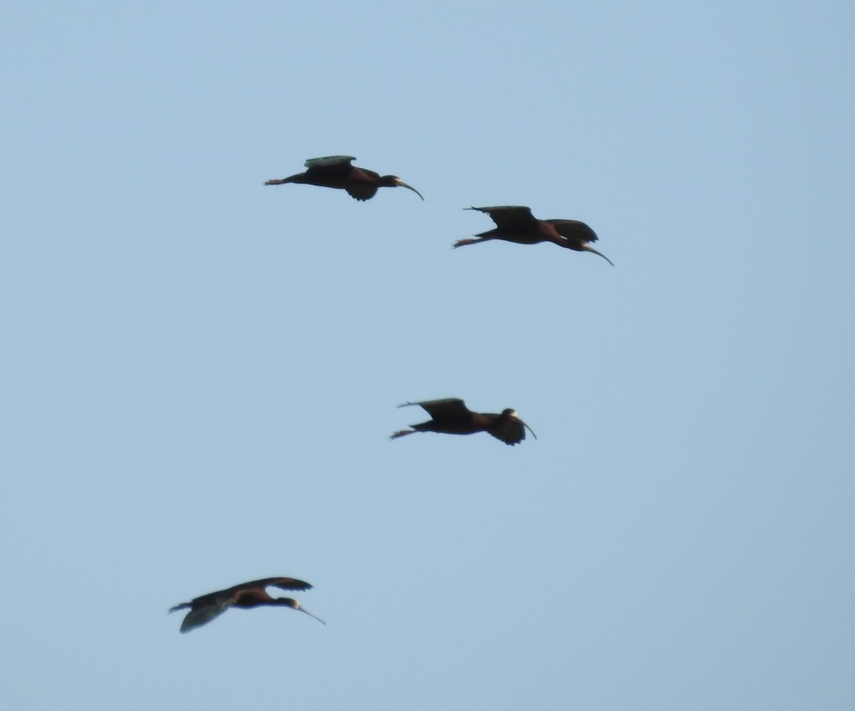 ibis americký - ML620328511