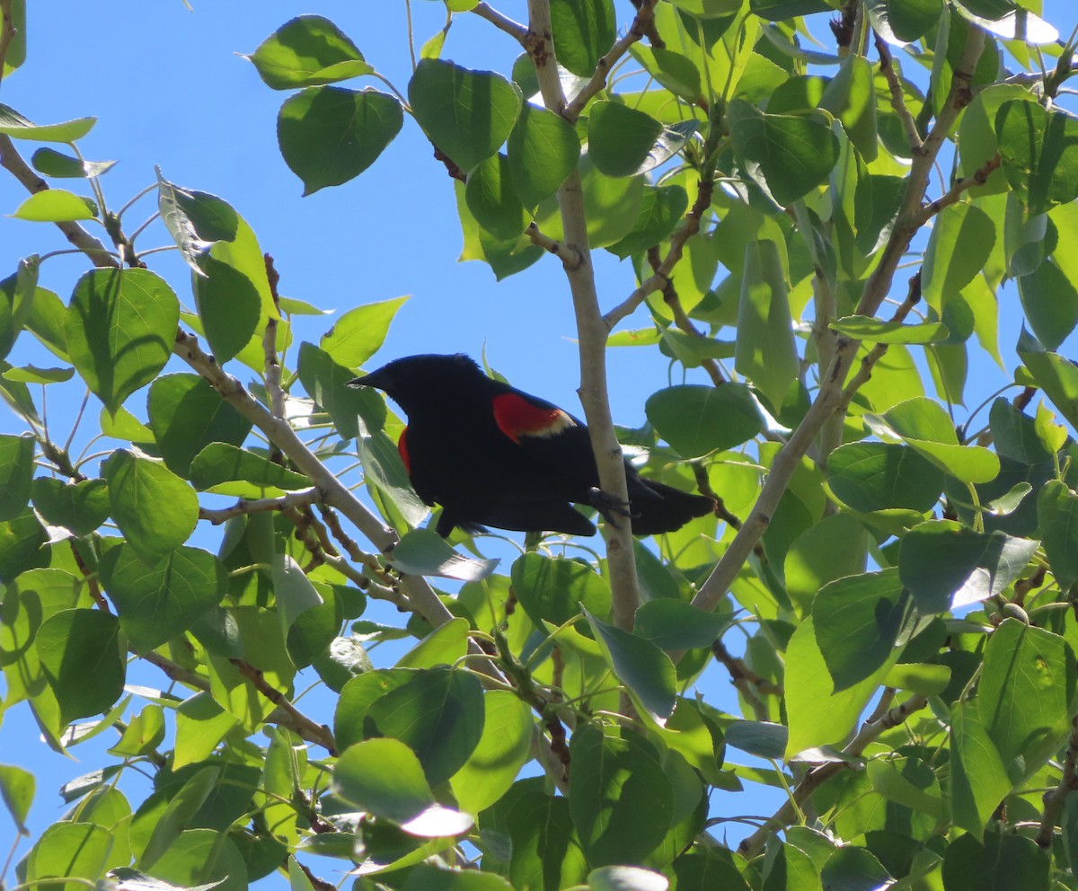 Red-winged Blackbird - ML620328513