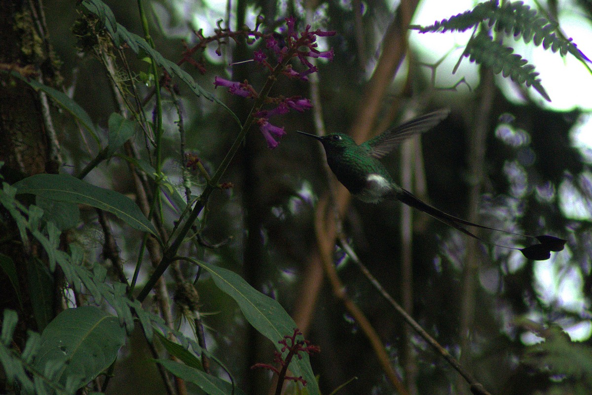 Colibrí de Raquetas Faldiblanco - ML620328523