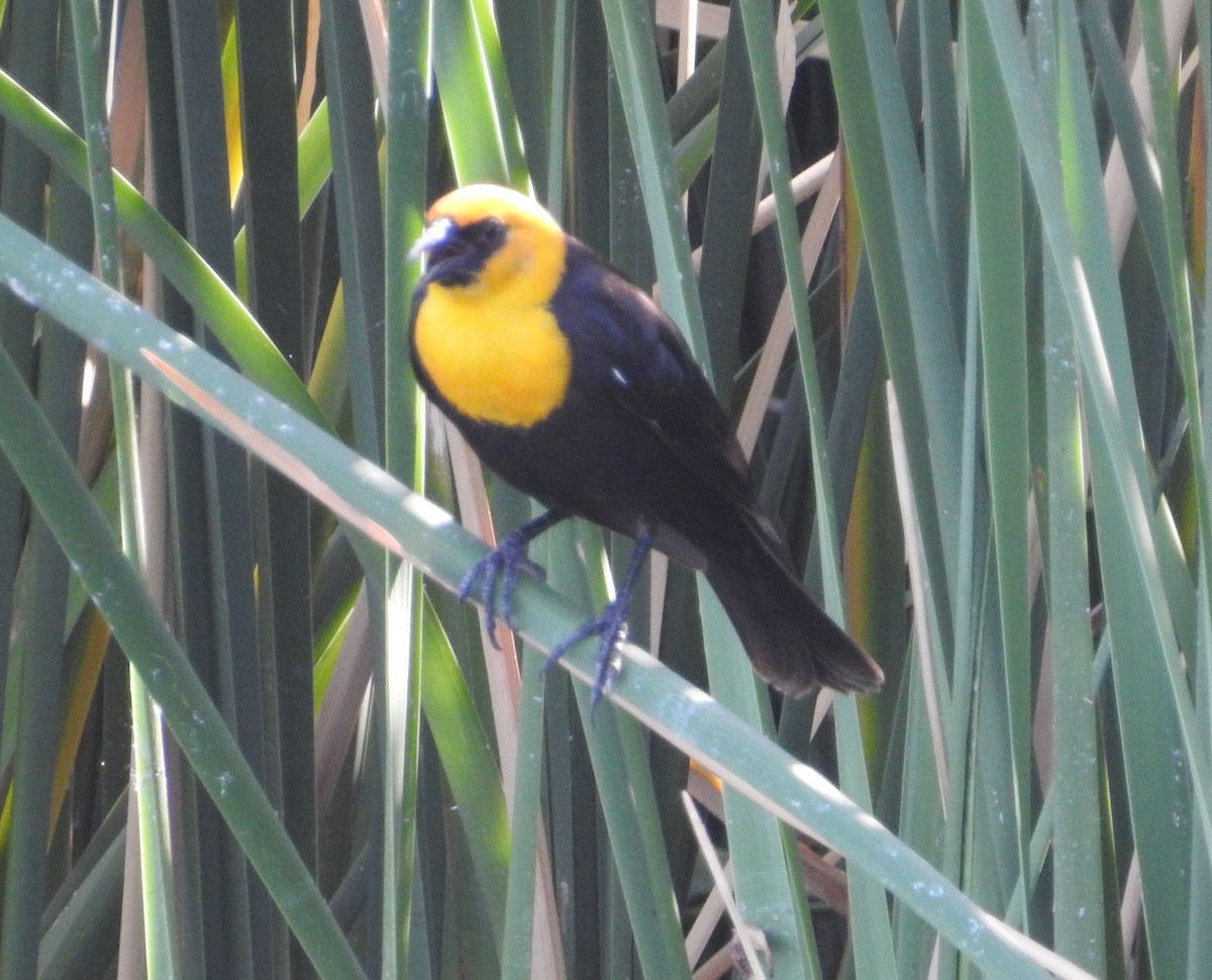 Yellow-headed Blackbird - ML620328536