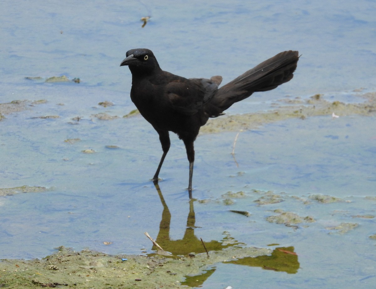 Great-tailed Grackle - ML620328540