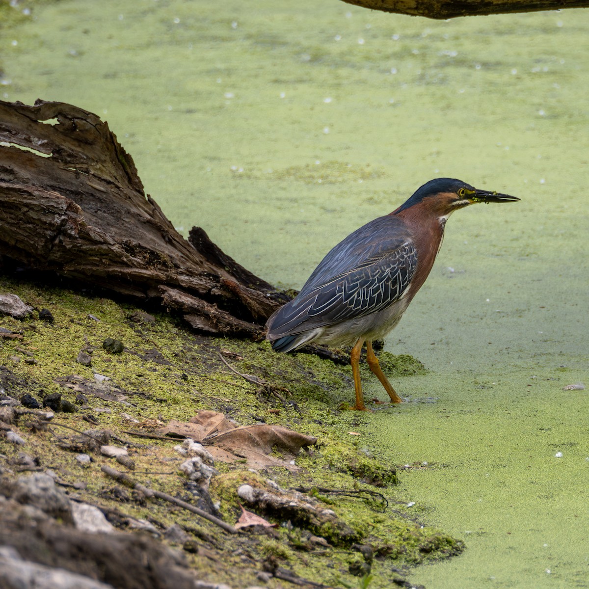 Green Heron - ML620328542