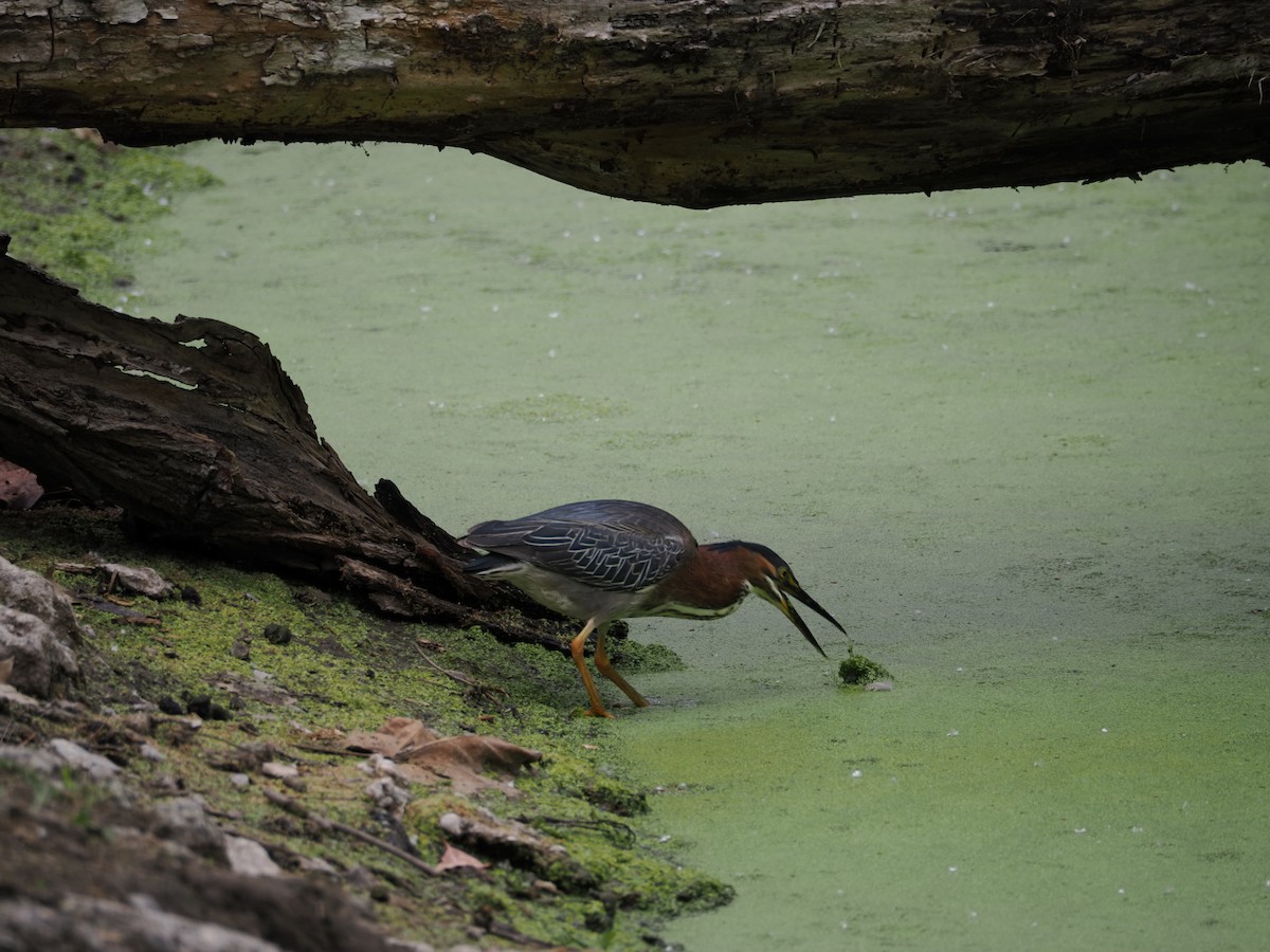 Green Heron - ML620328544