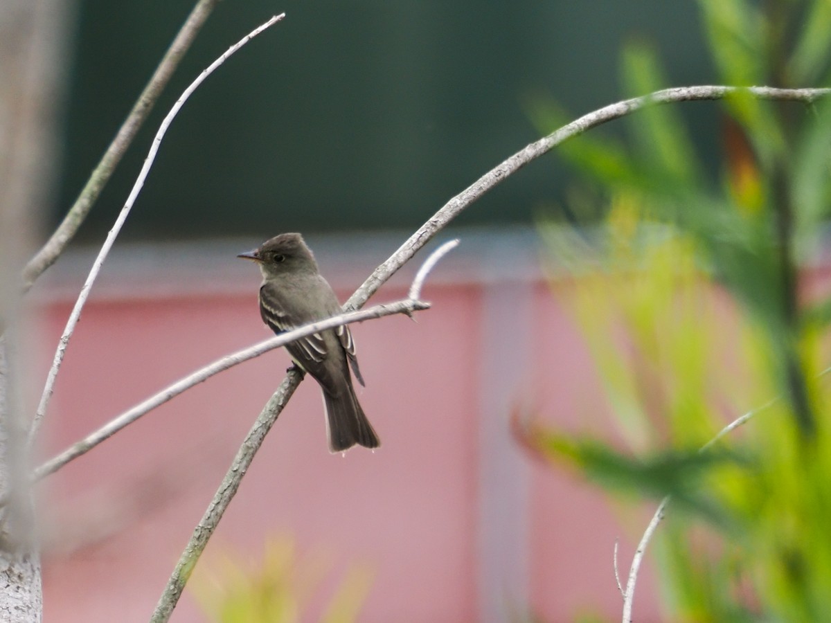 Eastern Wood-Pewee - ML620328549