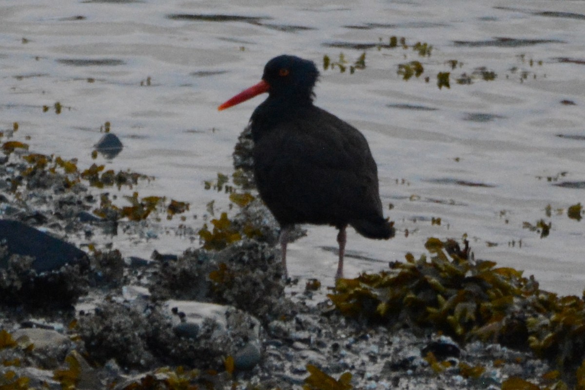 Black Oystercatcher - ML620328553