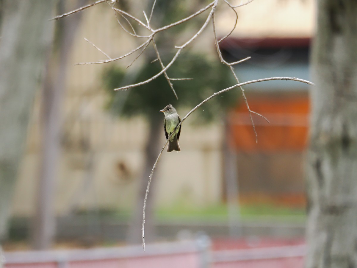 Eastern Wood-Pewee - ML620328555