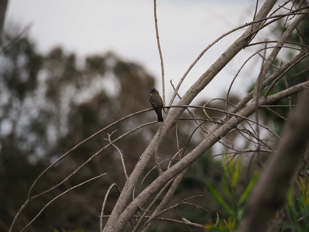 Eastern Wood-Pewee - ML620328559