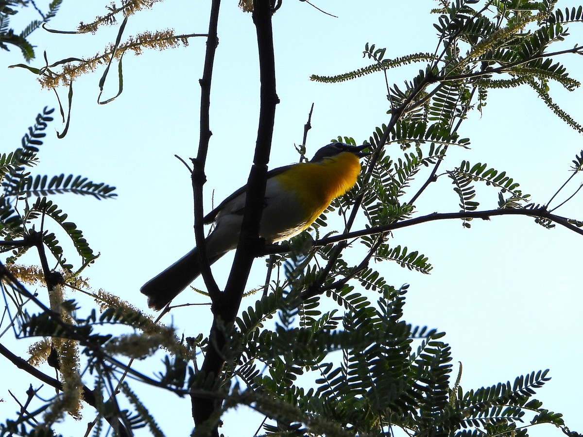 Yellow-breasted Chat - ML620328561
