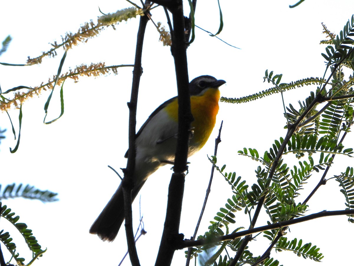 Yellow-breasted Chat - ML620328562