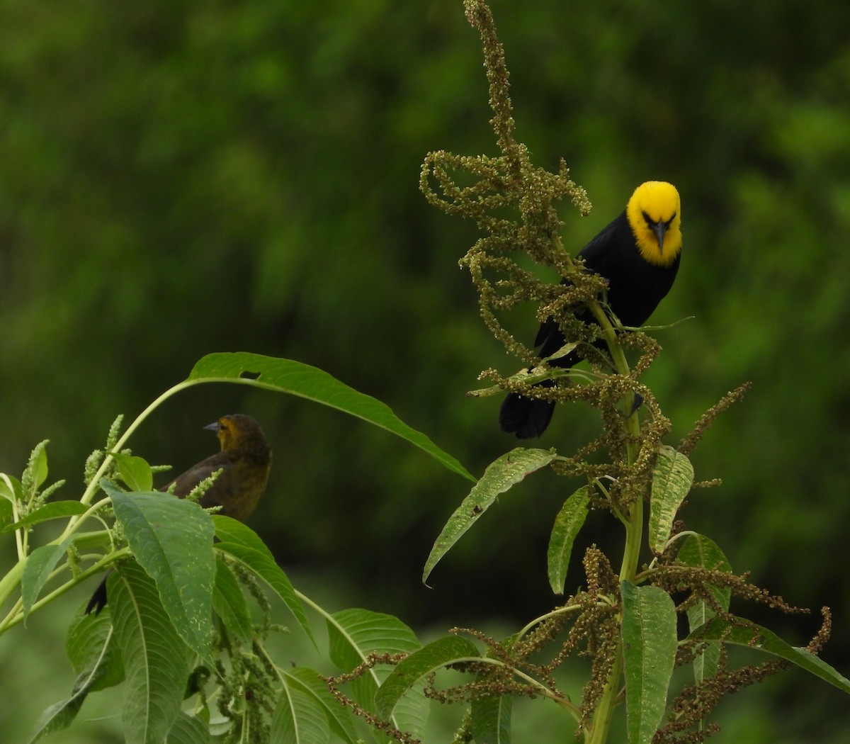 Yellow-hooded Blackbird - ML620328568