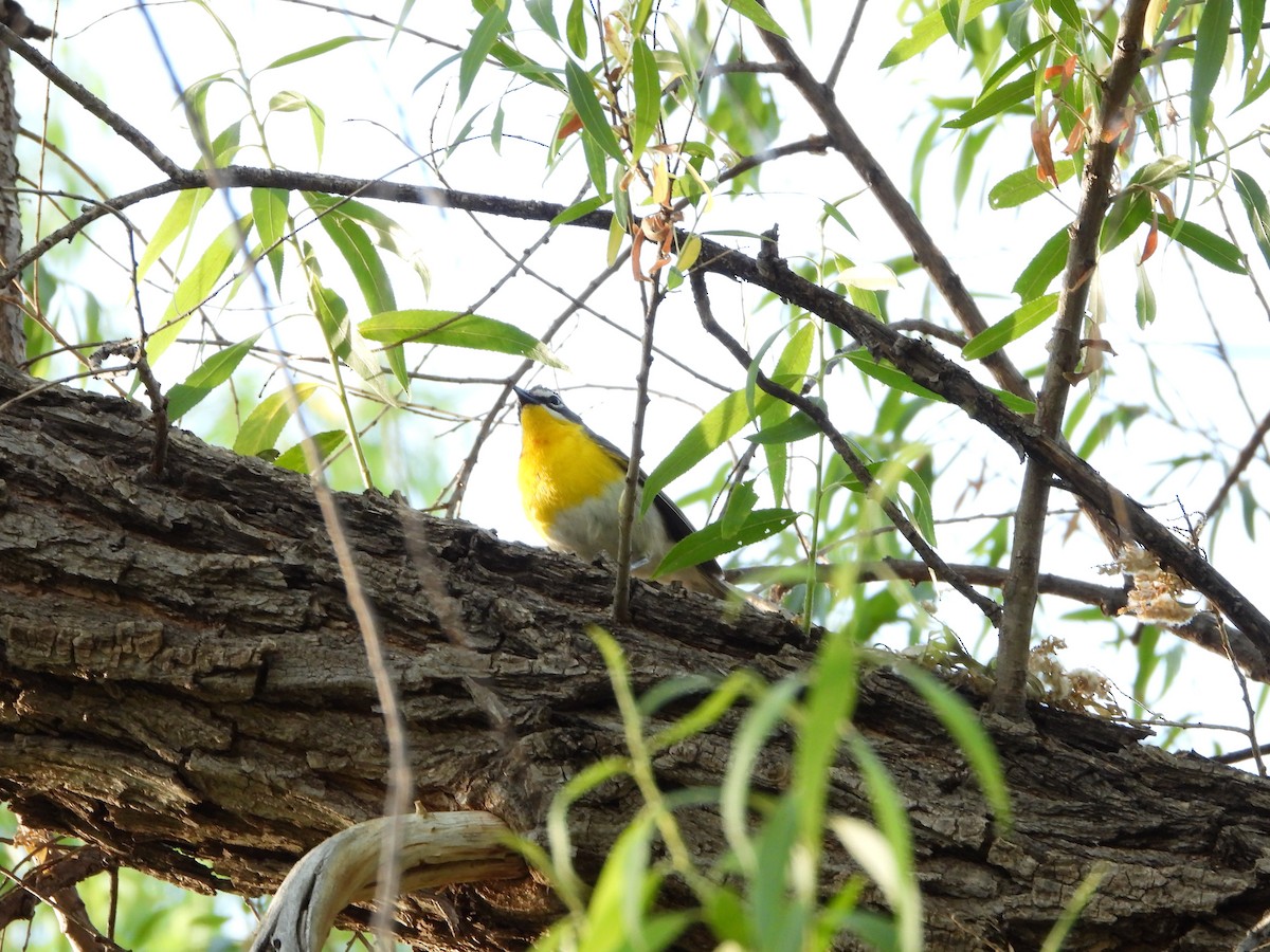 Yellow-breasted Chat - ML620328571