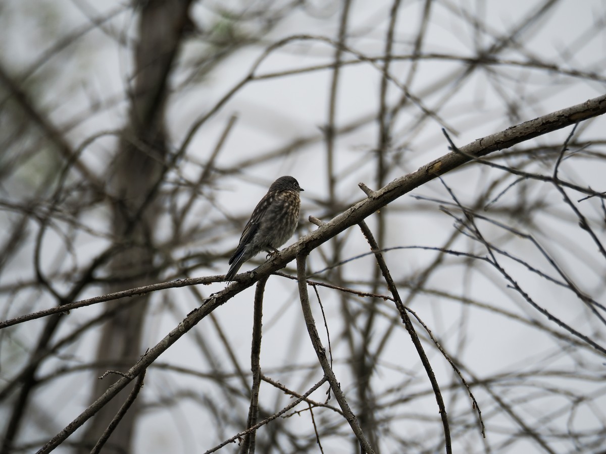 Western Bluebird - ML620328574