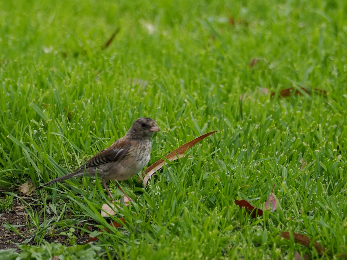 Junco ardoisé - ML620328577