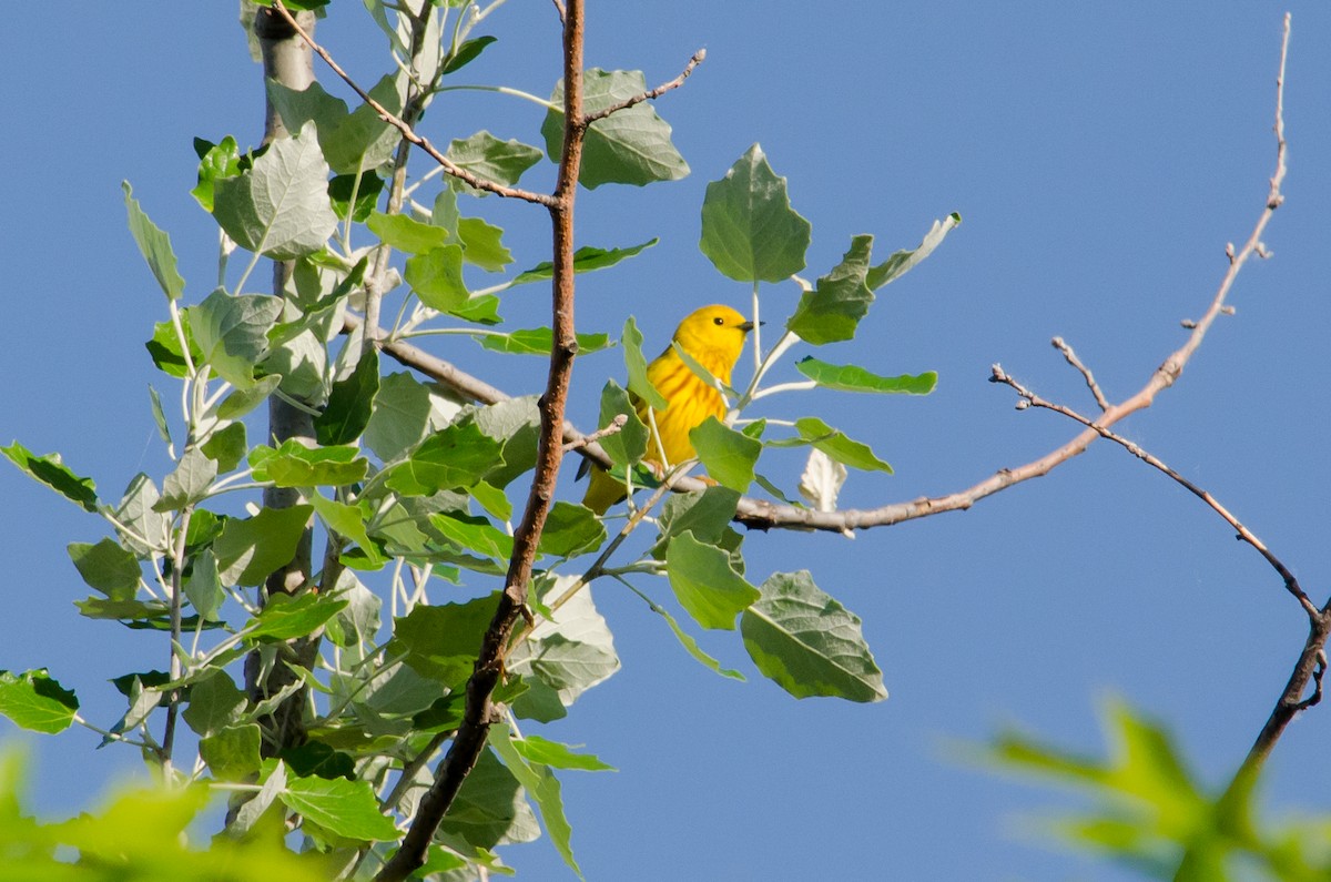 Paruline jaune - ML620328583