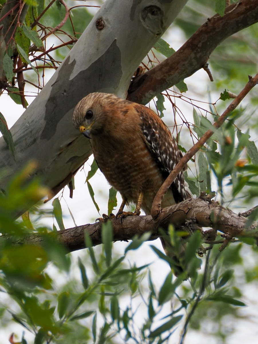 Red-shouldered Hawk - ML620328584