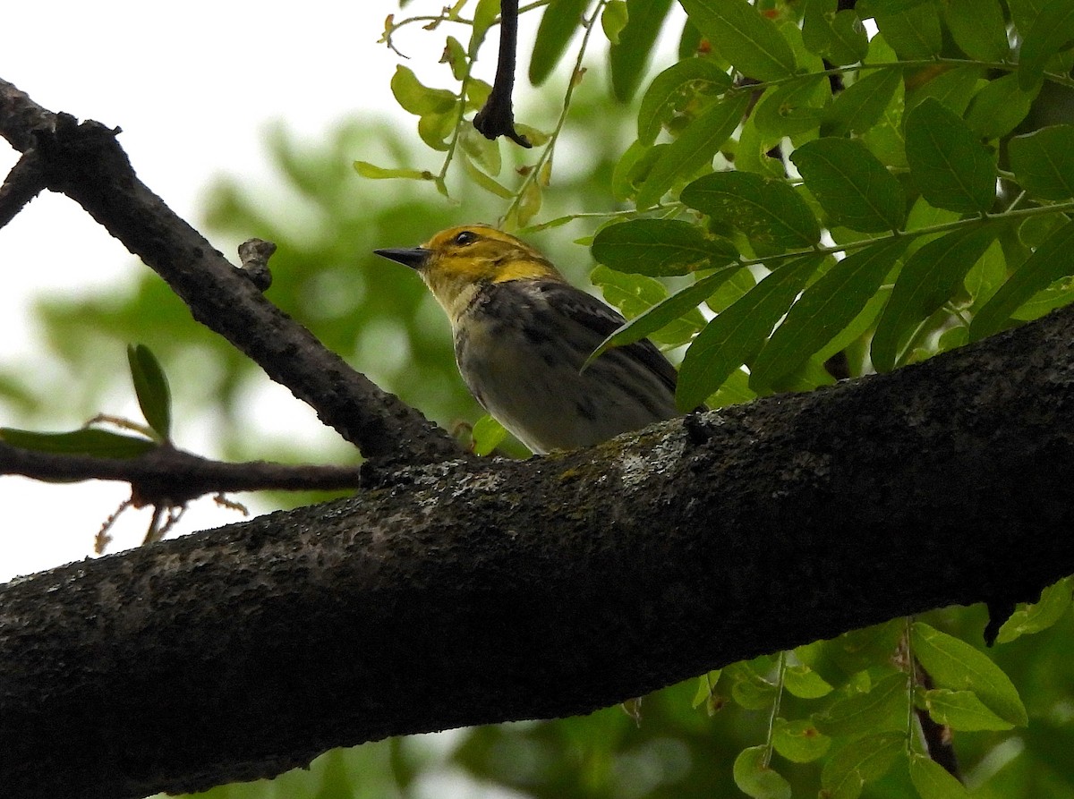 Grünmantel-Waldsänger - ML620328592